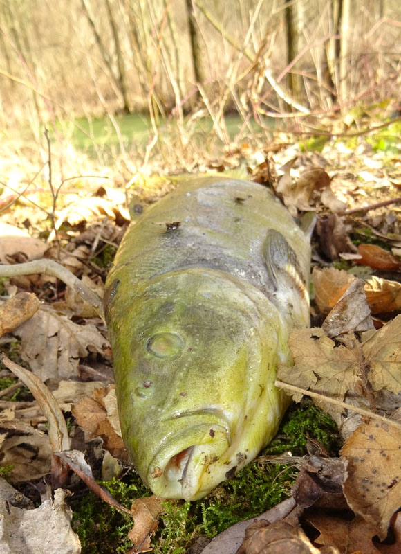 Tinca tinca - Cyprinidae